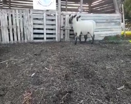 Lote 2 Ovejas Hampshire Down a remate en 8vo. Evento  HAMPSHIRE DOWN 70kg -  en Camino de la Costa