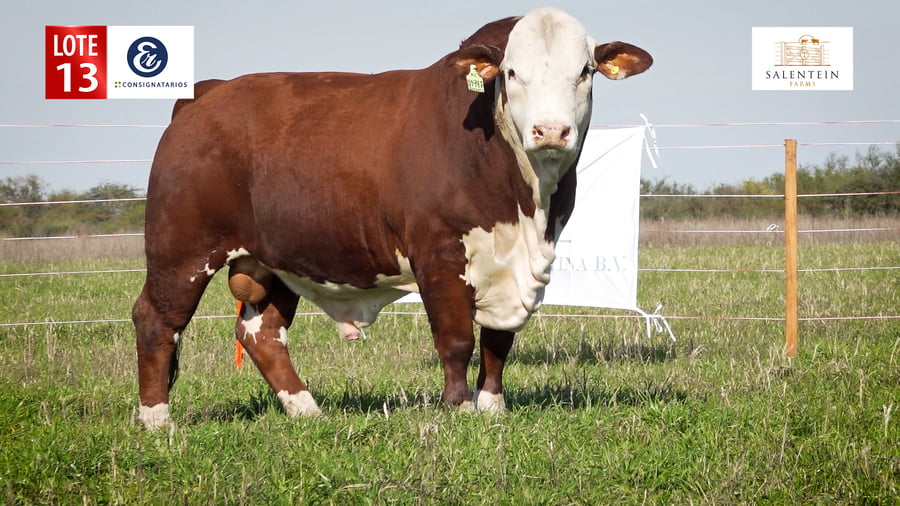 Lote LOTE 13 - TORO BRAFORD NO. 33