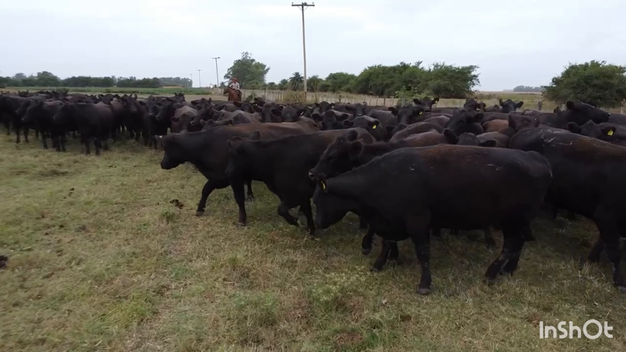 Lote 90 Vaquillonas preñadas