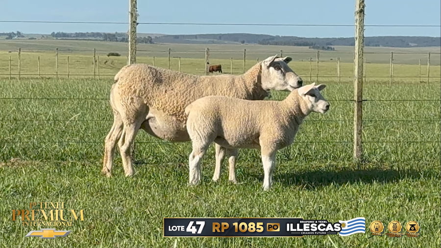 Lote Borregas a remate en 1º Texel Premium Internacional, Canelones