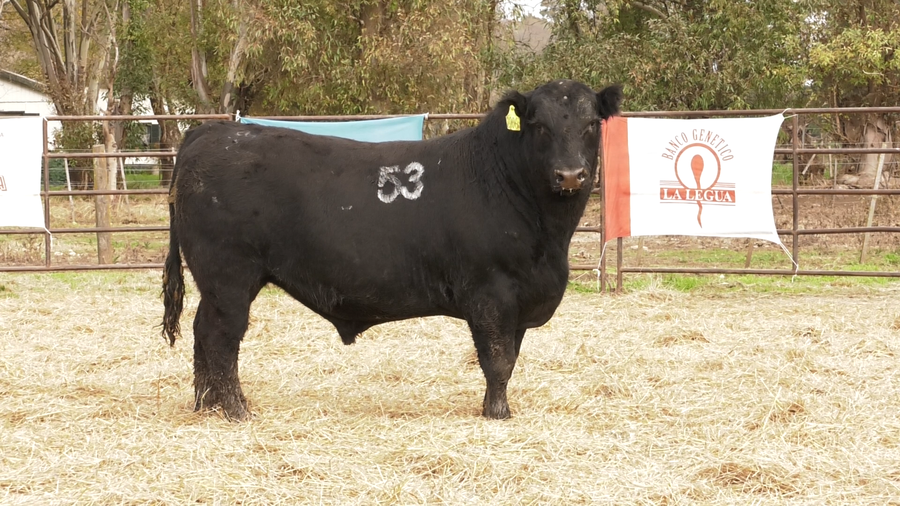 Lote TOROS ANGUS NEGROS  PC