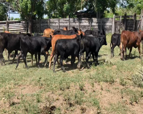 Lote 110 Terneros en Gral. Lucio V. Mansilla, Formosa