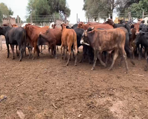 Lote 67 Novillos en Juan José Castelli, Chaco