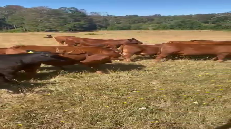 Lote 28 Novillo Engorda en Villarrica, IX Región Araucanía