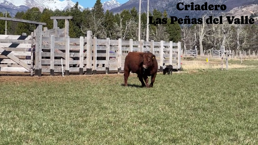 Lote 1 Toro