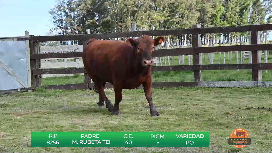 Lote TOROS DE 18 MESES