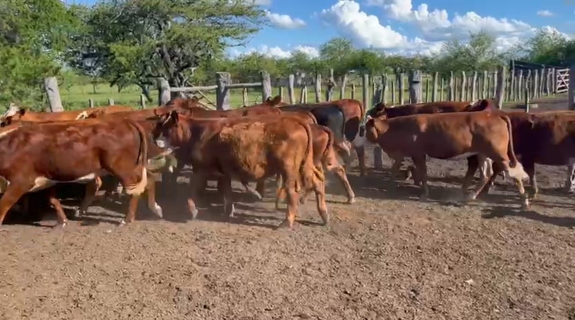 Lote 26 Terneros/as en Corrientes, Curuzu Cuatia