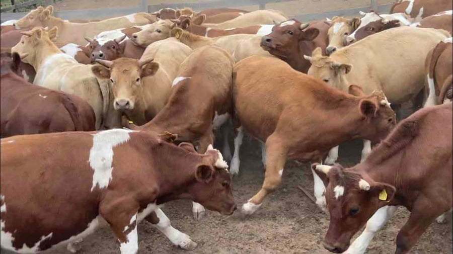 Lote 50 Novillo Engorda en  Litueche, VI  Región O'Higgins