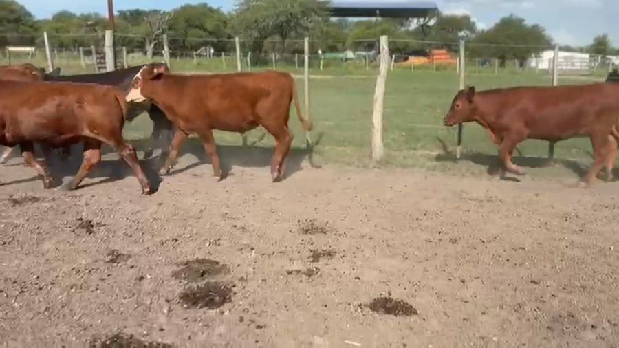 Lote 58 Terneros