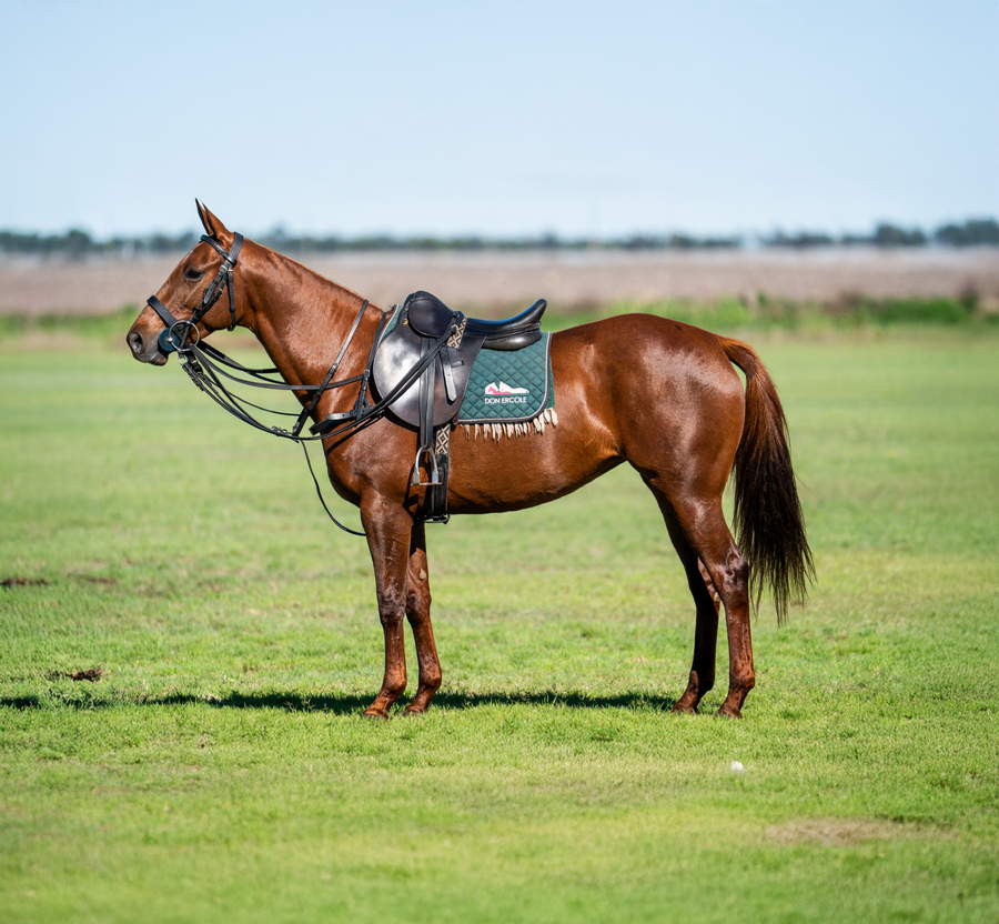 Lote DON ERCOLE HOLDER