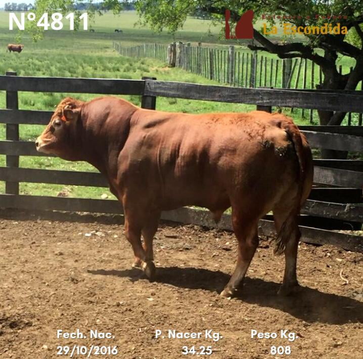 Lote Venta particular de Toros Limousin