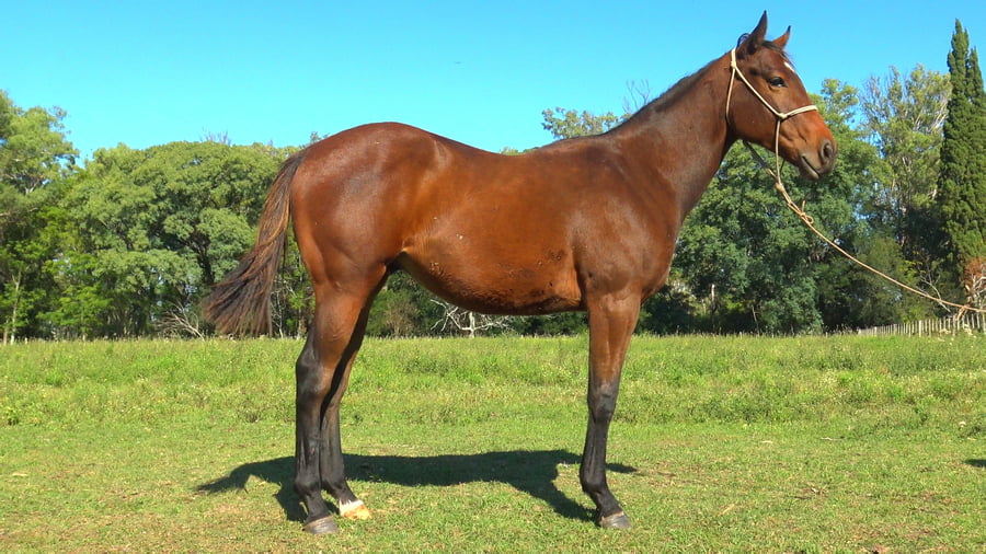 Lote ASTILLERO