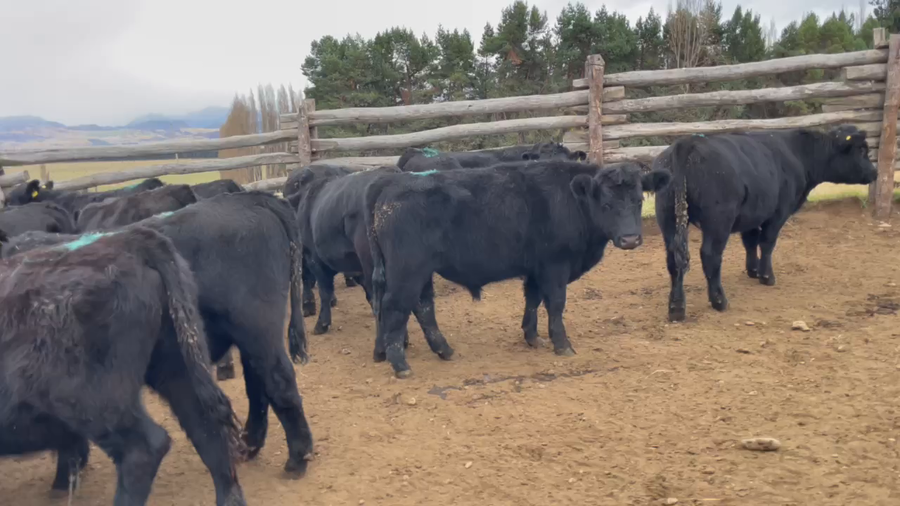 Lote 55 Novillo Engorda en Coyhaique, XI Región Aysén