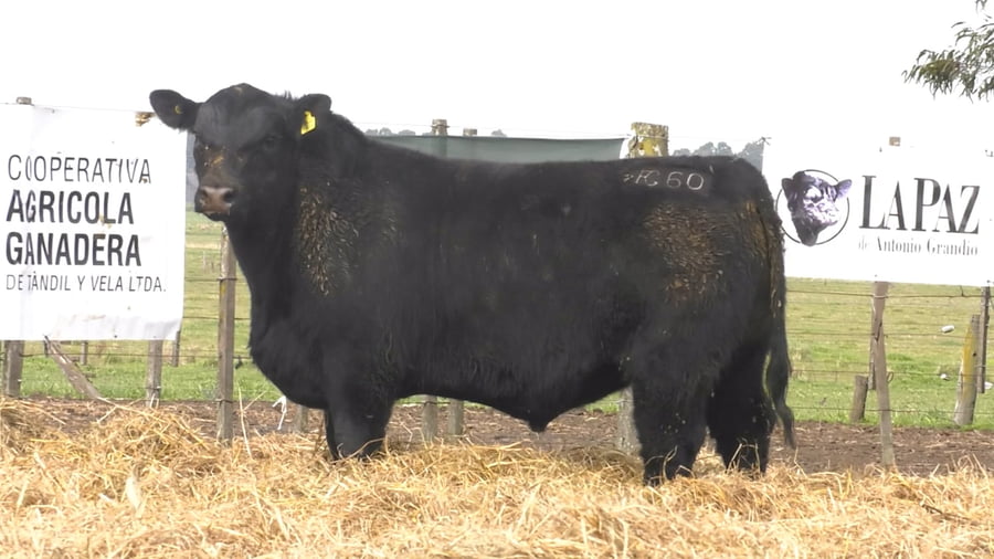 Lote TOROS PUROS POR CRUZA