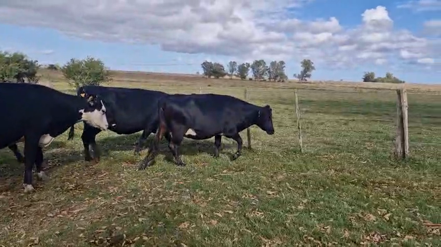 Lote 4 Vaca a remate en Pantalla Camy, San José