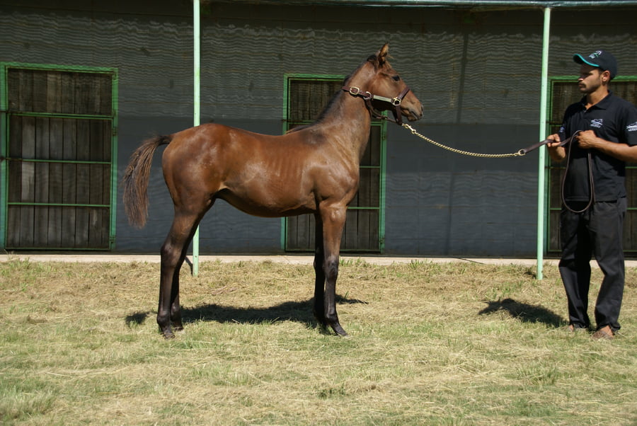 Lote CANDY ORPEN