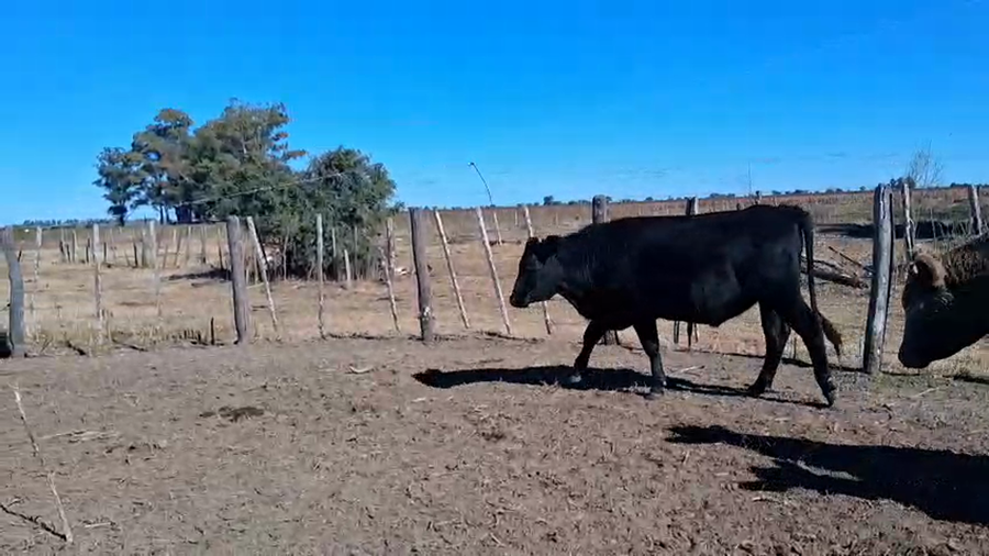 Lote 25 Novillitos Cruzas en Col. La Mora, Santa Fe