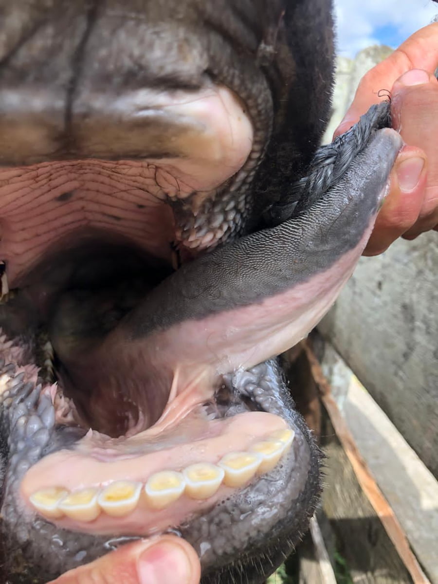 Lote 28 Vacas medio uso C/ gtia de preñez en Buenos Aires, Castelli