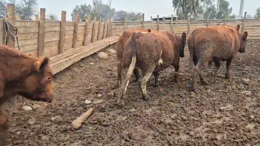 Lote 45 Novillo Gordo en Pelarco, VII  Región Maule