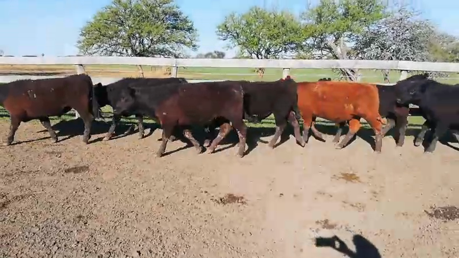 Lote 70 Terneros en Federal, Entre Ríos