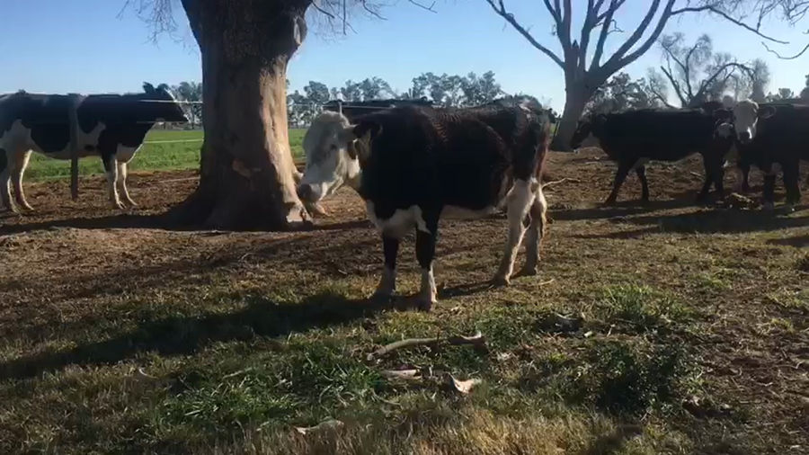 Lote 12 Vaquillonas Pampas negras en Tacural, Santa Fe