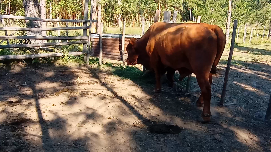 Lote 1 Toros de invernar en Corrientes, Monte Caseros