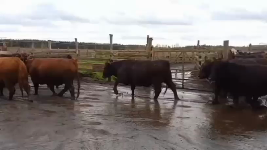 Lote 20 Novillo Gordo en Cabrero, VIII Región Biobío
