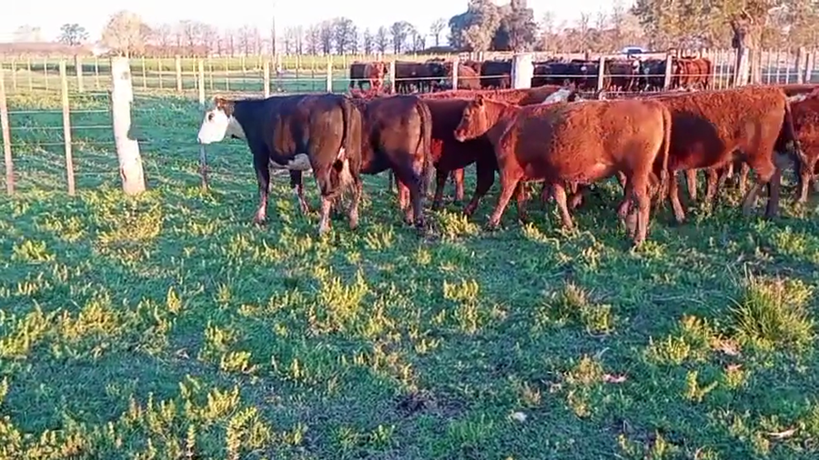 Lote 18 Vaquillonas en Villa Cañas