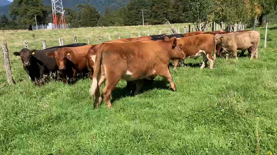Lote 19 Novillo Engorda en Aysén, XI Región Aysén