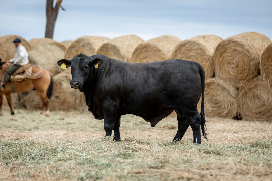 Lote Reproductores Altohondo - Lote 56