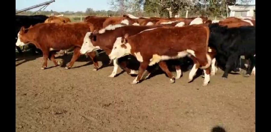 Lote 40 Novillitos en Villaguay, Entre Ríos