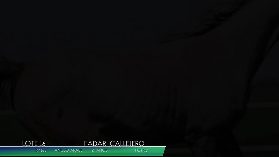 Lote FADAR CALLEJERO