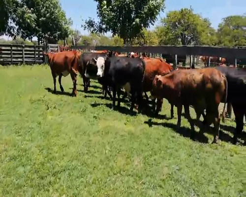 Lote 122 Terneros/as en Entre Ríos, Federal