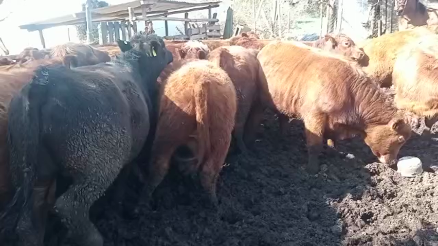 Lote 38 Novillo Engorda en Petorca, V  Región Valparaíso