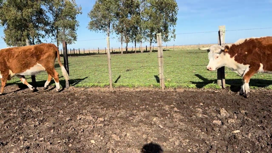 Lote VACAS PREÑADAS