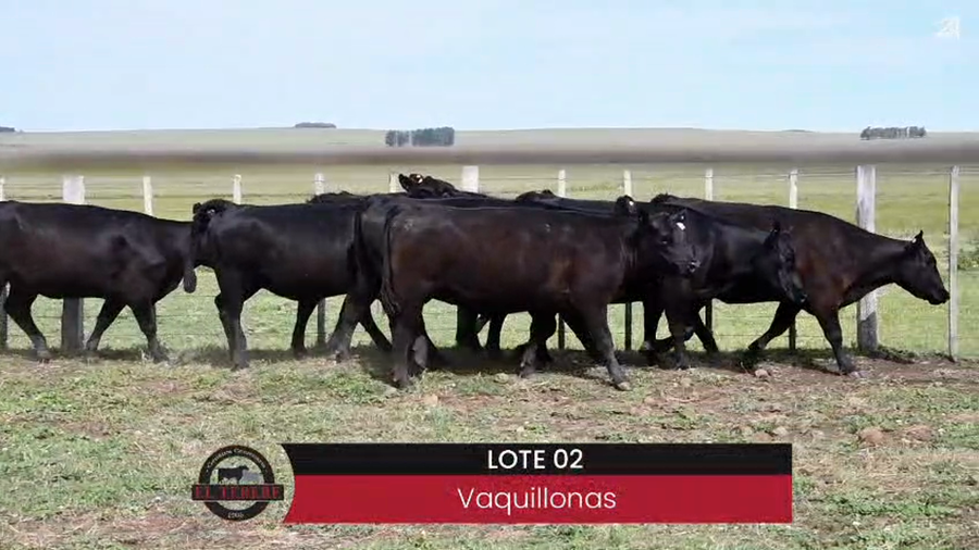 Lote VAQUILLONAS