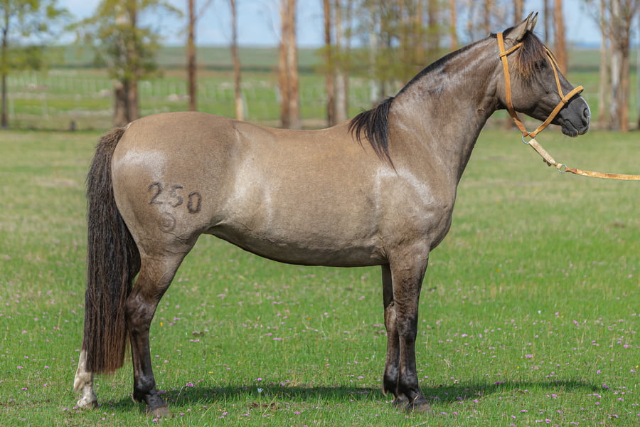 Lote Fanfarrona Del Malo