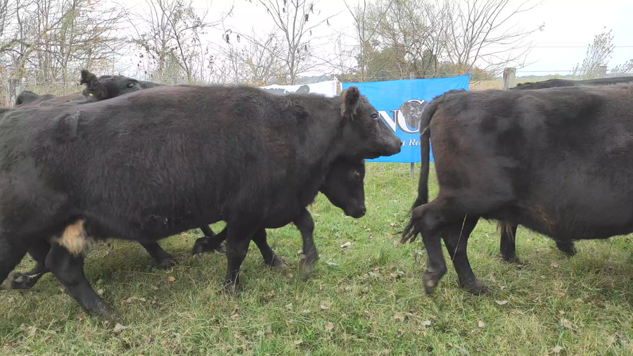 Lote 30 Vacas C/ gtia de preñez en Brandsen, Buenos Aires