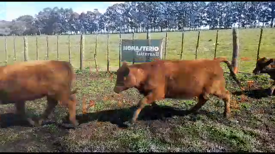 Lote 29 Terneras en Benito Juárez, Buenos Aires