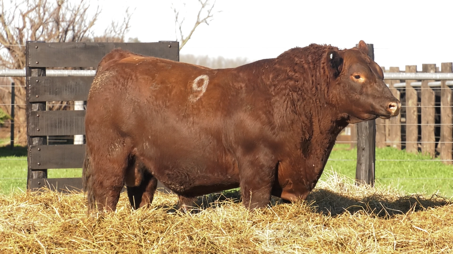 Lote TOROS ANGUS PURO CONTROLADO