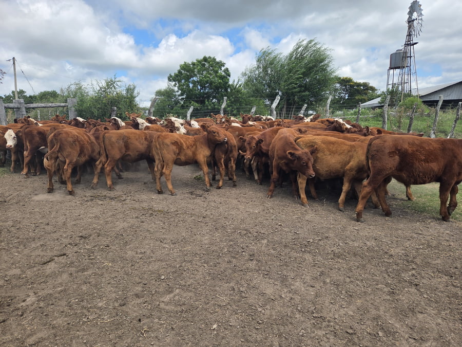 Lote 70 Terneros/as en Corrientes, Curuzu Cuatia