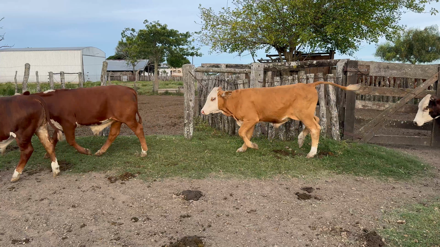 Lote 60 Novillitos en Corrientes, Curuzú-Cuatiá