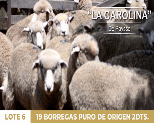 Lote 19 borregas puro de origen 2dts