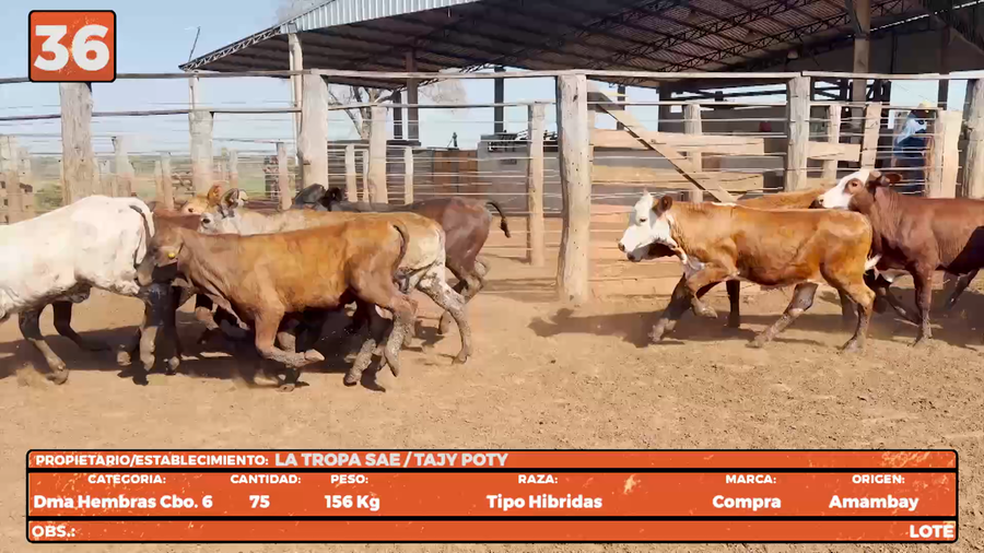 Lote LOTE 36