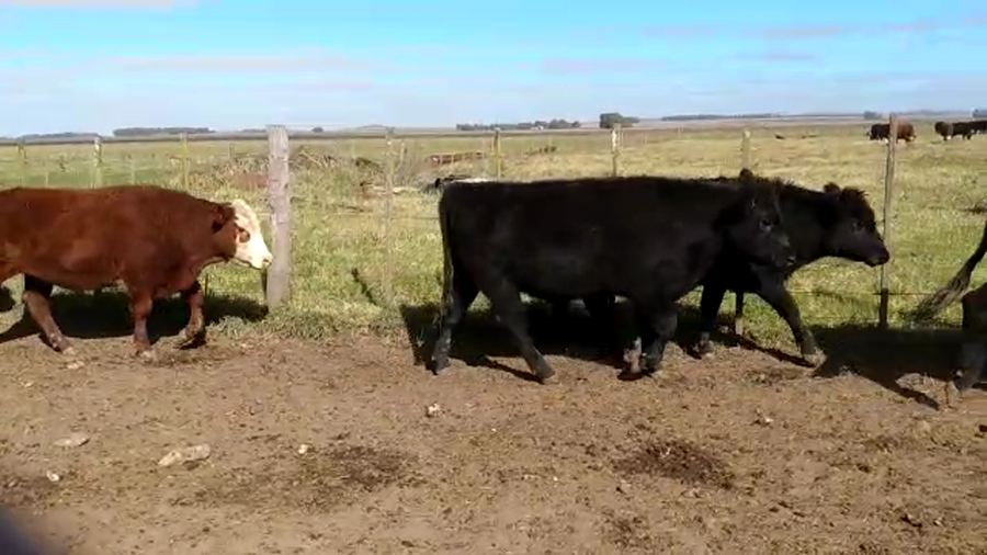 Lote 28 Novillitos en Olavarría, Buenos Aires