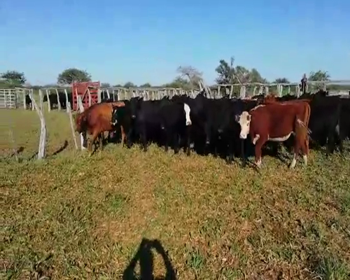 Lote 60 Novillos en Federal, Entre Ríos