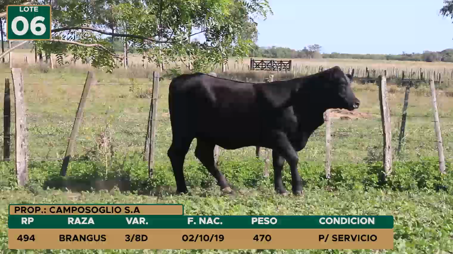 Lote HEMBRAS LOTE 6