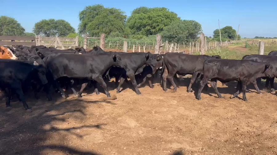 Lote 63 Terneros/as en Juan José Castelli, Chaco