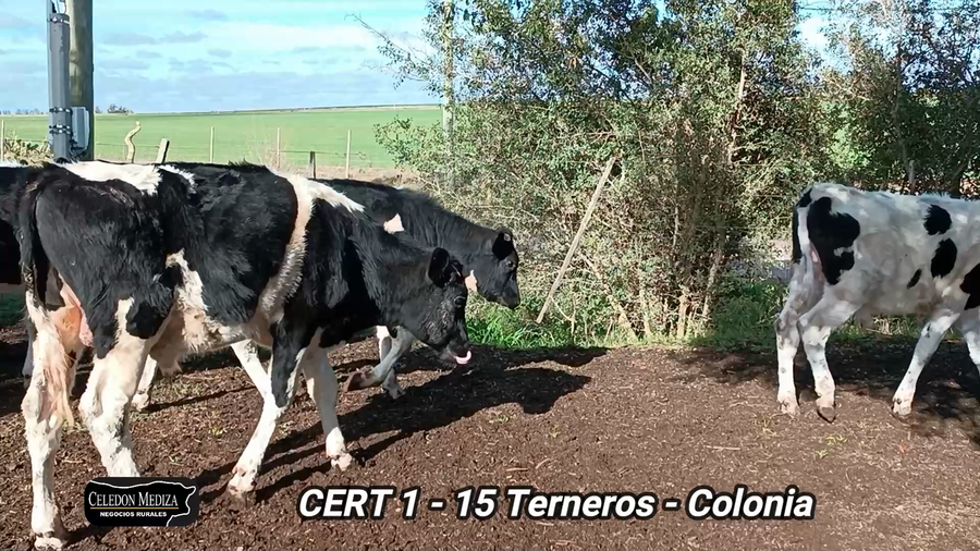 Lote 15 Terneros en Colonia