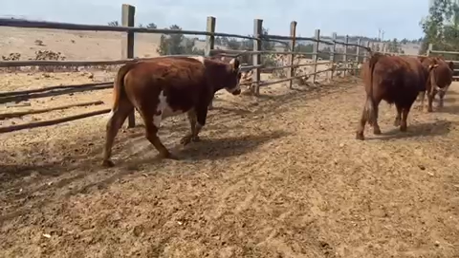 Lote 40 Novillo Engorda en Cartagena, V  Región Valparaíso
